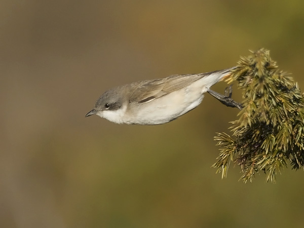 Hernekerttu, Lesser Whitethroat, Sylvia curruca
